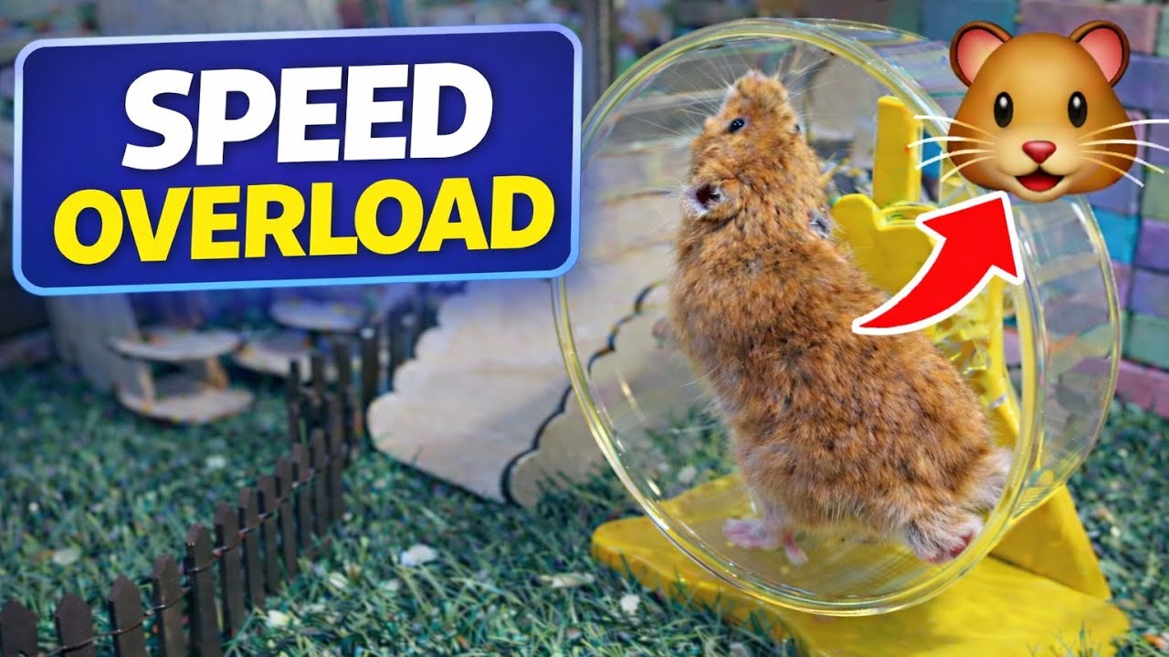 Hamster’s Ultimate Play Day: Wheel Workout & Garden Adventure 🐹🌿