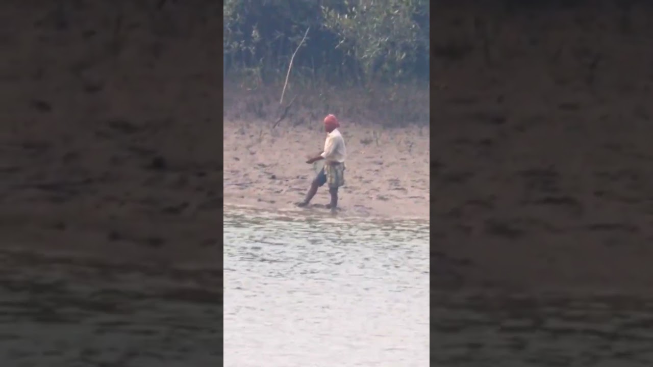 sundarban tiger attack #sundarban #sundarbanfishing #shortvideo