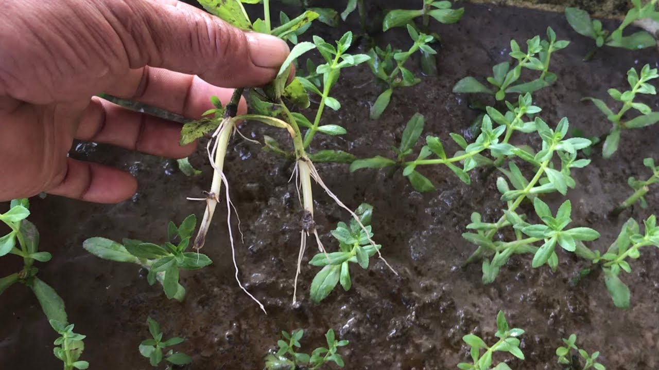 Cách giâm cây ngò om rau ngổ ra rễ sống ngay lập tức ít người biết