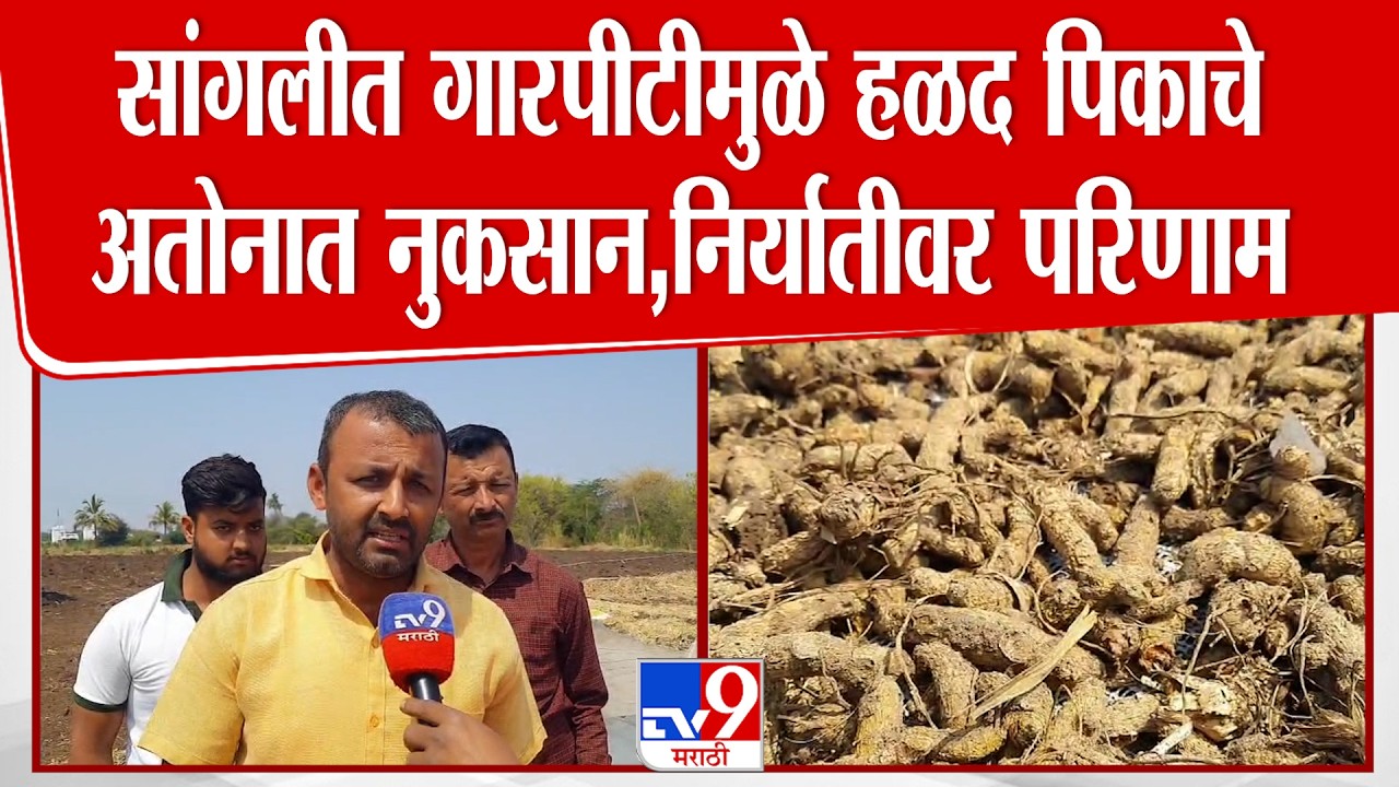 Sangli Crop Loss | सांगलीत गारपीटीमुळे हळद पिकाचे अतोनात नुकसान, निर्यातीवर परिणाम