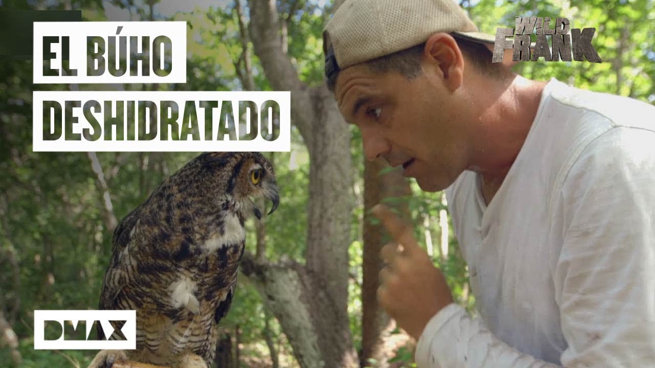 Wild Frank salva de la deshidratación a un búho real con el que se encuentra en México | Wild Frank