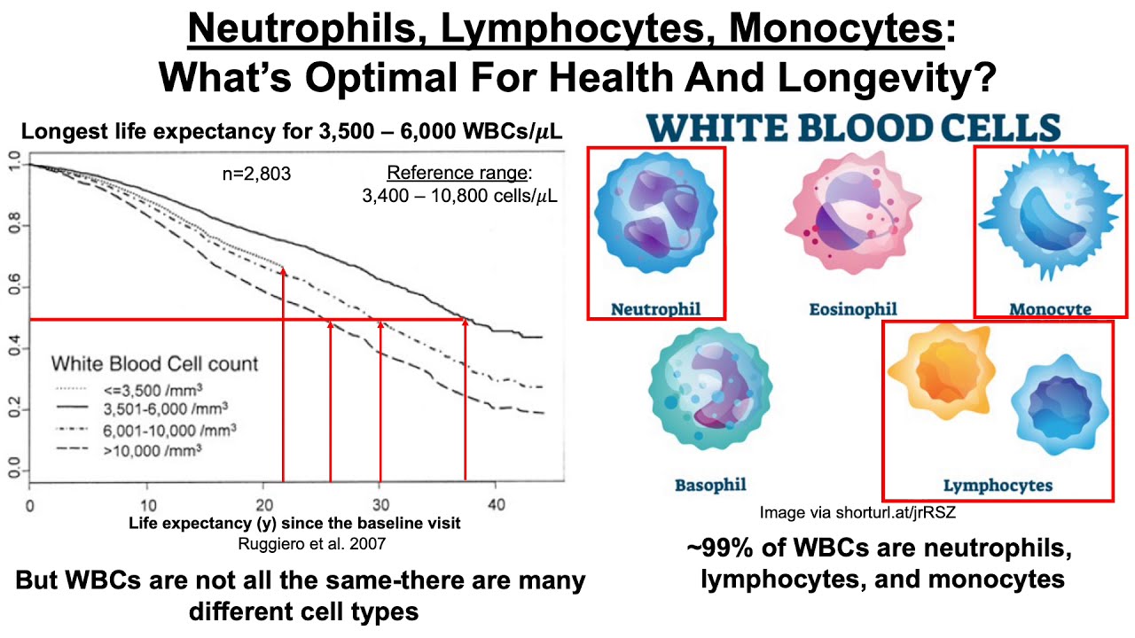 Neutrophils, Lymphocytes, Monocytes: What’s Optimal For Health And Longevity?