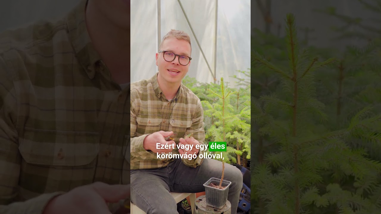 &Iacute;gy kell oltani a fenyőf&aacute;kat!🌲