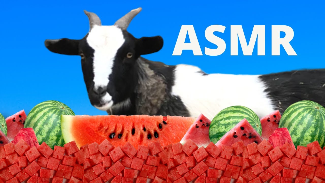 ASMR |Goat eating watermelon |