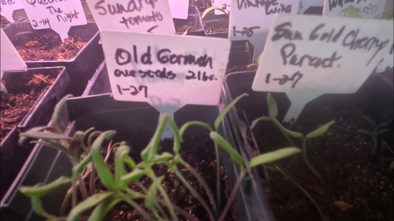 Beetle Attack and Potting Up My First Tomatoes! #organictomatoes 