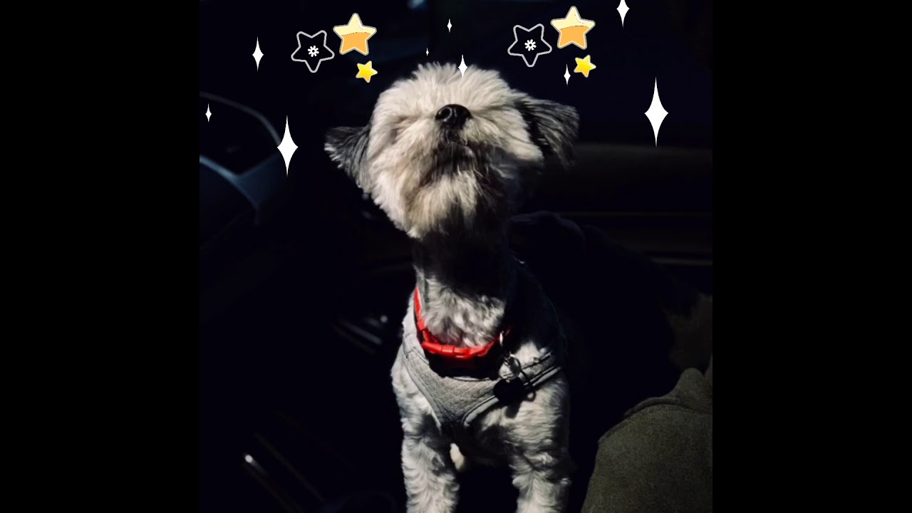 Twinkle Twinkle Little Star, Singing Dog, Charlie Canine Singing Nursery Rhymes