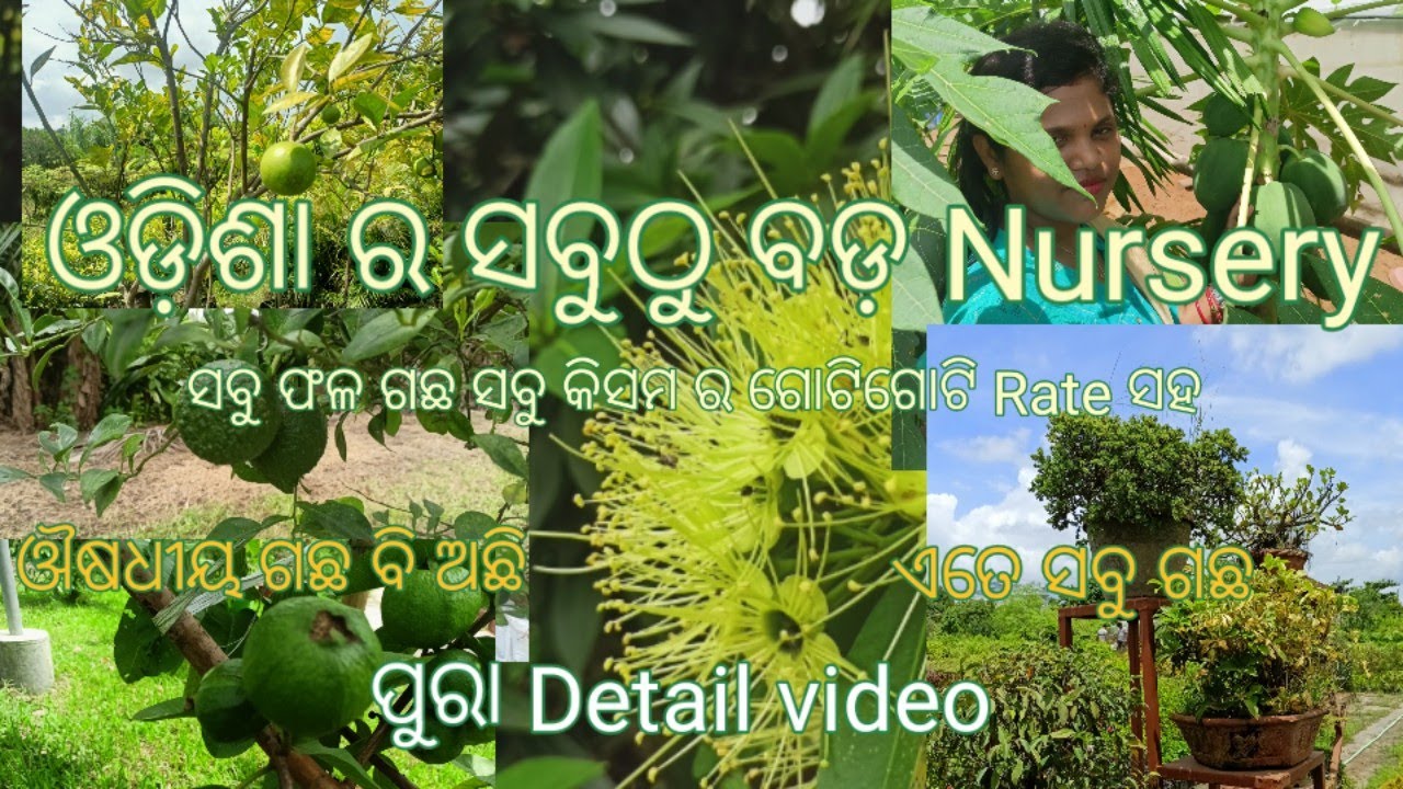 Nursery Delight: Exploring the Largest Fruit Tree Haven between Cuttack and Bhubaneswar | with price