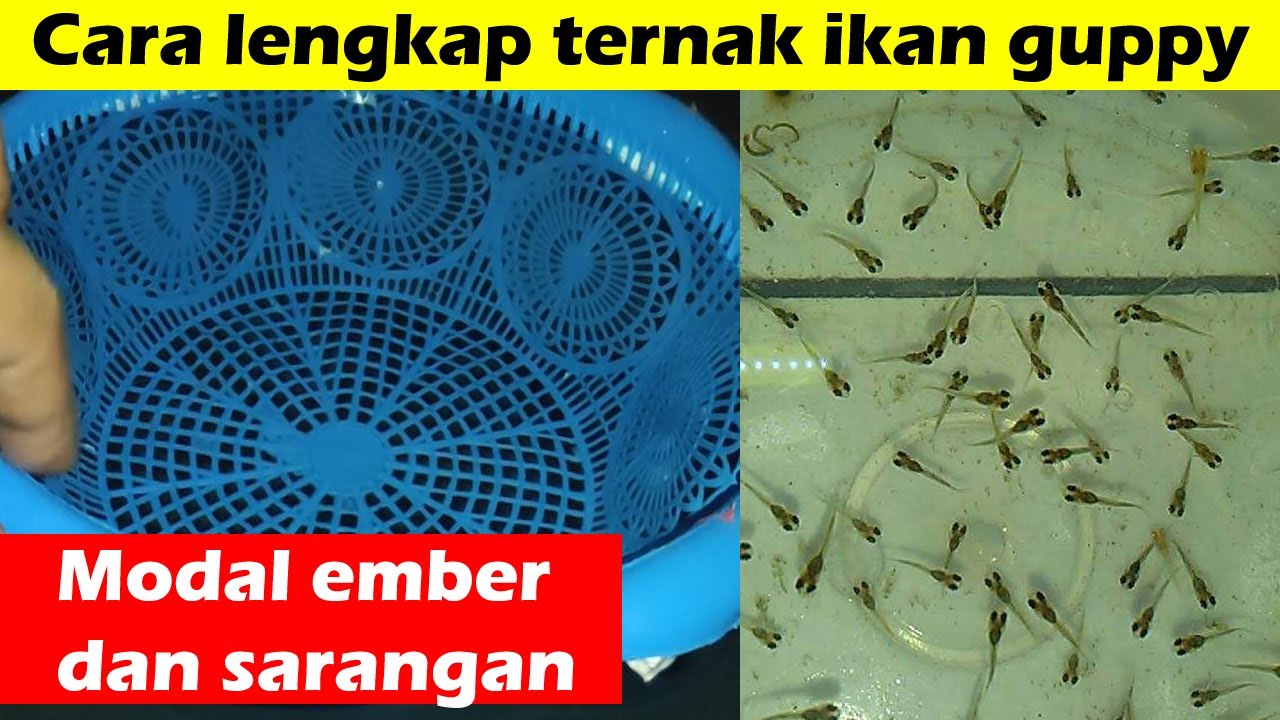 CARA TERNAK IKAN GUPPY / GOBBY LENGKAP DI EMBER - BISA BERANAK BANYAK