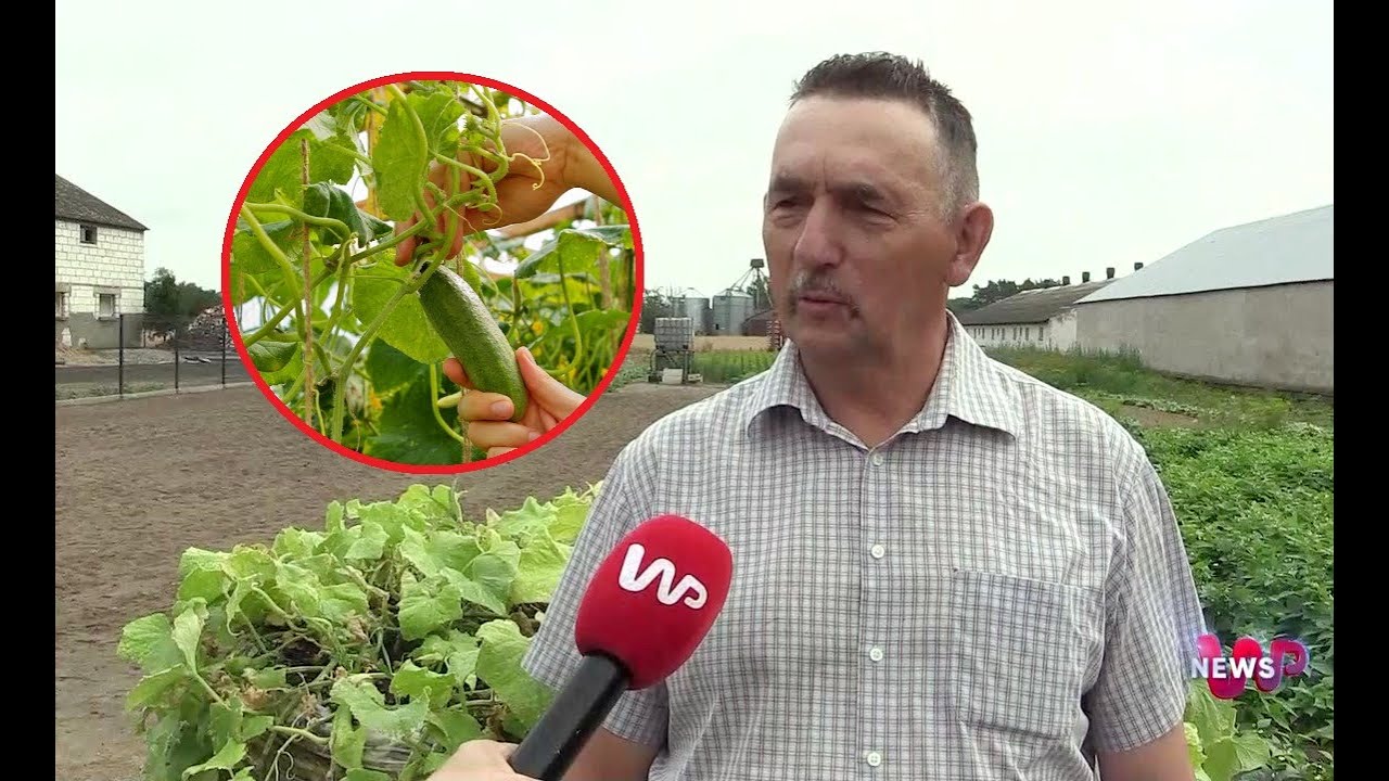 Po og&oacute;rki przyjeżdżają tu ludzie z całej Polski. Rolnik z Wielkopolski zdradził sekret