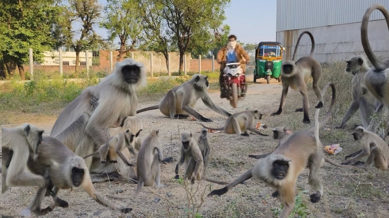 Monkey ka cute reaction jab biscuit mila 😍🐒/Monkey Lover –daily feeding time with my monkey 