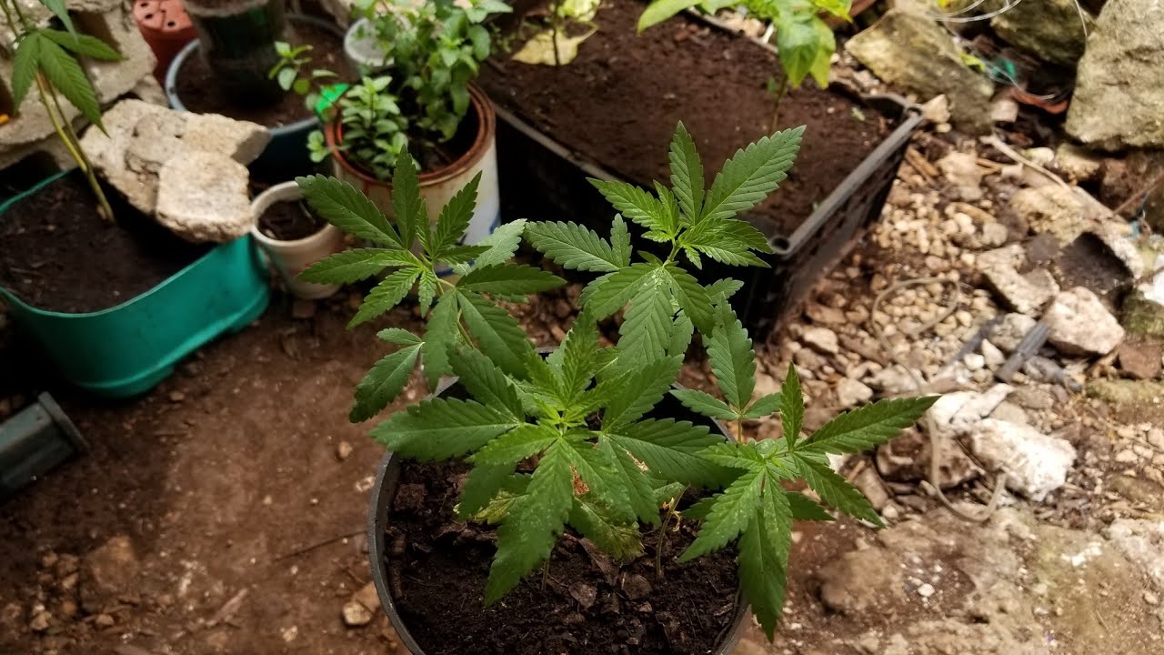 Plantas de marihuana🍁✅ 20 d&iacute;as de crecimiento