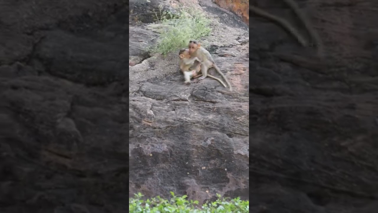 Bonnet Macaque Monkey Babies Playing