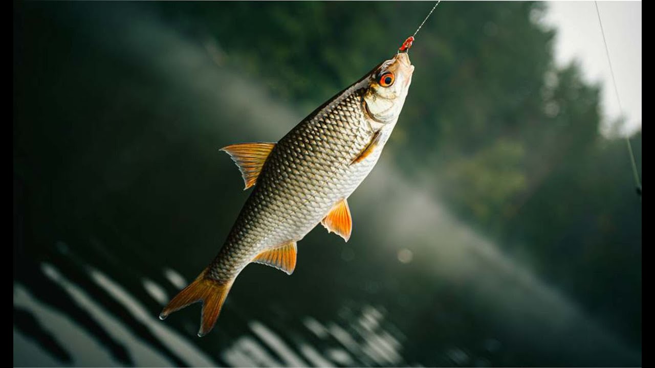 Ձկնորսություն և որսորդություն / Fishing and hunting - Ձկնորսություն ձկնորսական ակումբում