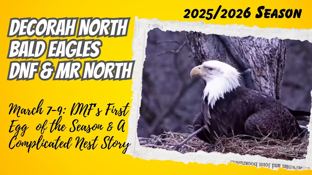 DNF’s First Egg & A Complicated Nest Story 🥚 | Decorah North Nest of Mr. North & DNF (March 7–9)