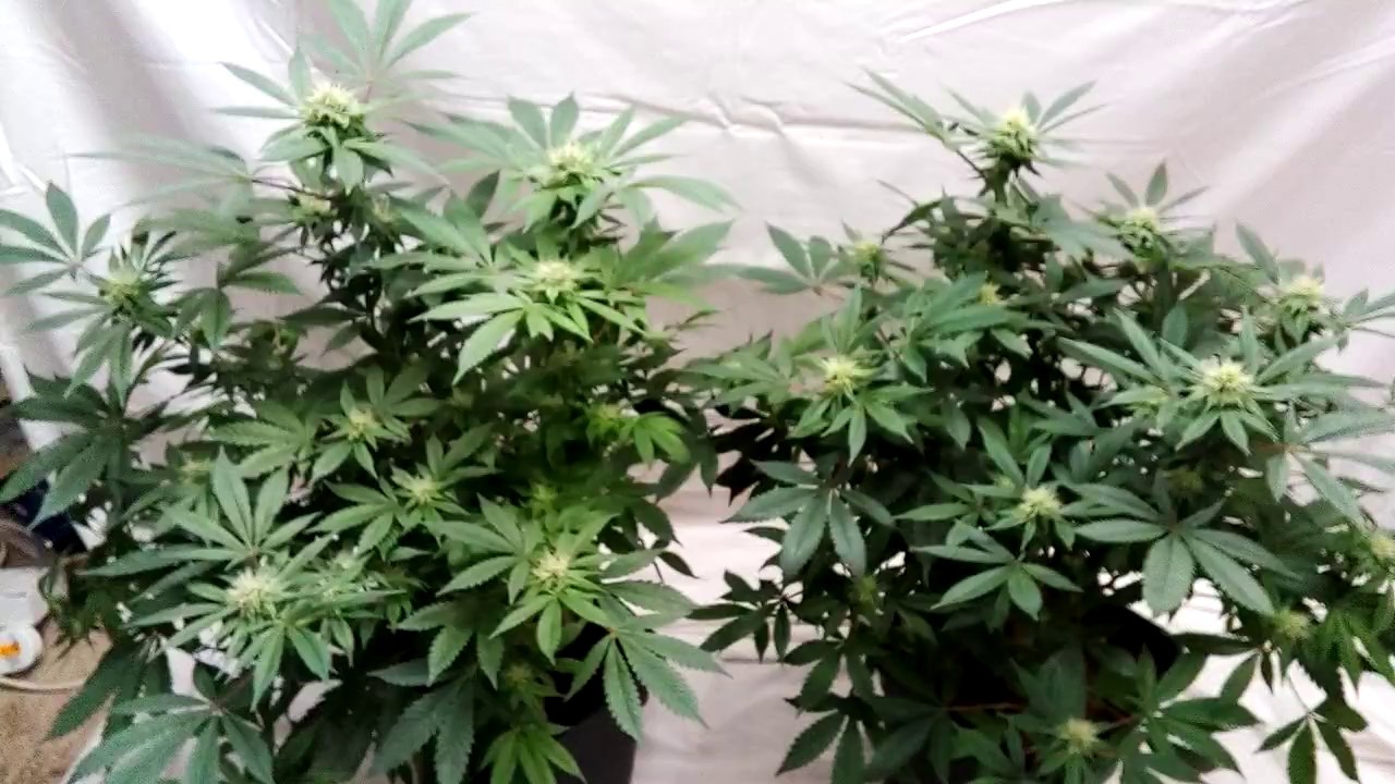 600W HPS vs MIGRO 400 grow diary week 5