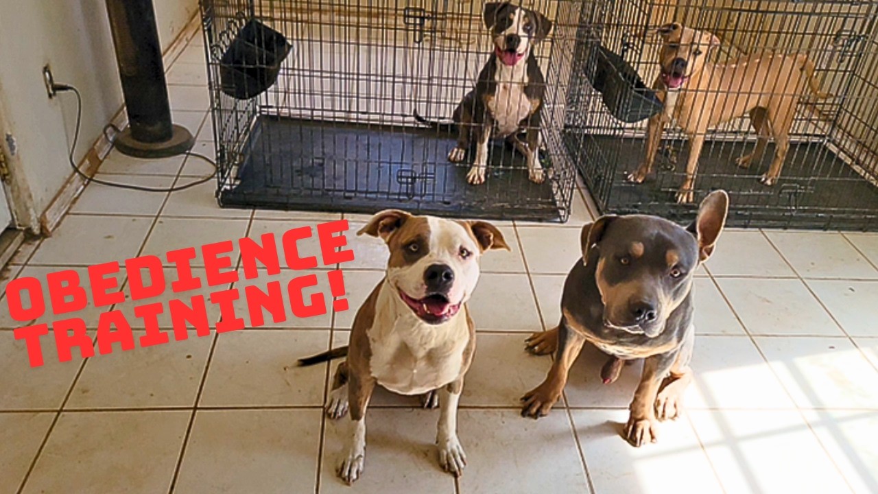 ITS TIME TO START TEACHING MY 8 MONTH OLD BULLIES HOW TO SIT AND STAY!