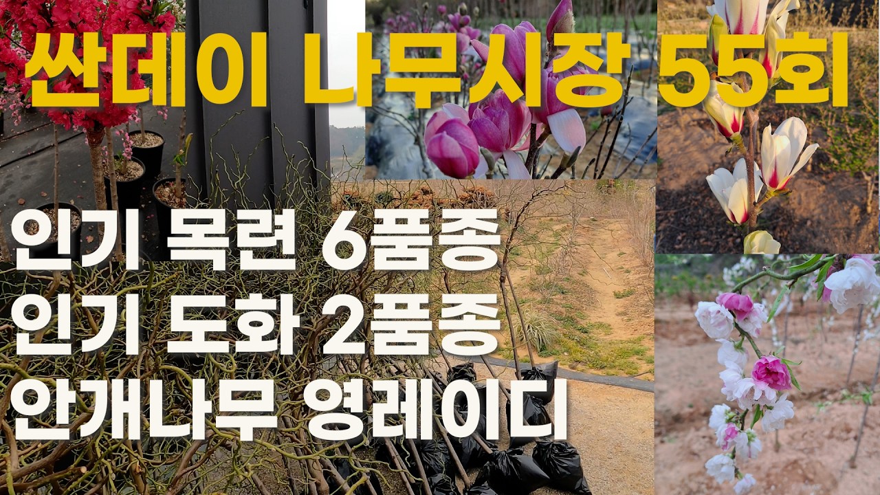 [싼데이 나무시장] 55회, 예쁜 목련 6품종, 고급스러운 도화 2품종, 꿈속의 나무 영레이디