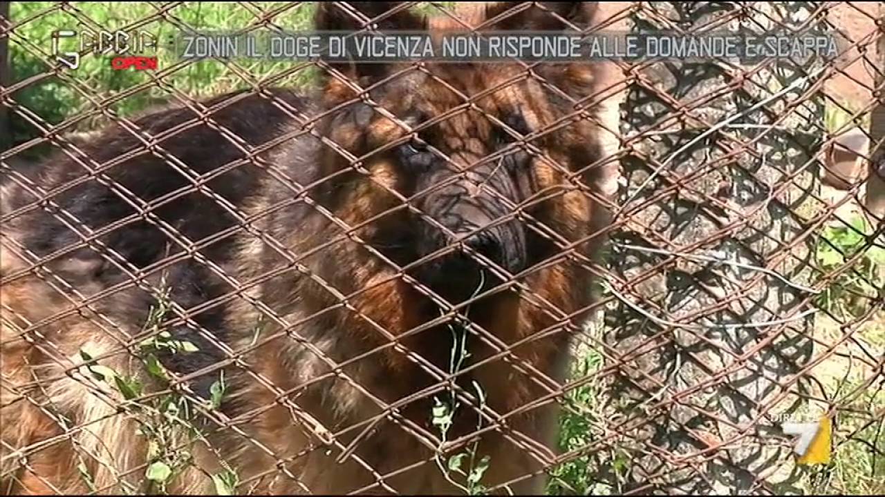 Zonin, il doge di Vicenza non risponde alle domande e scappa