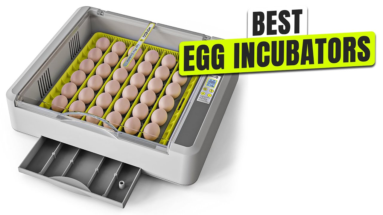 3 BEST Egg Incubator on Amazon