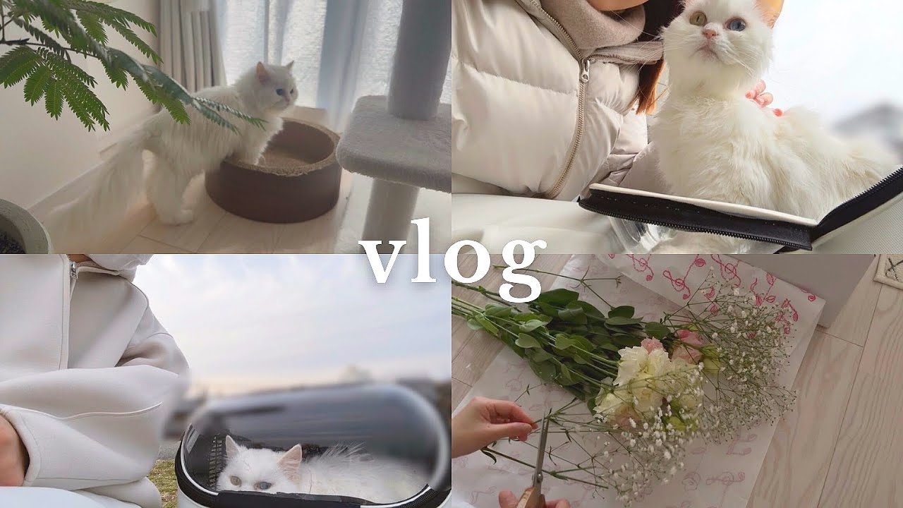 お別れ｜愛猫と過ごした最後の1週間のvlog