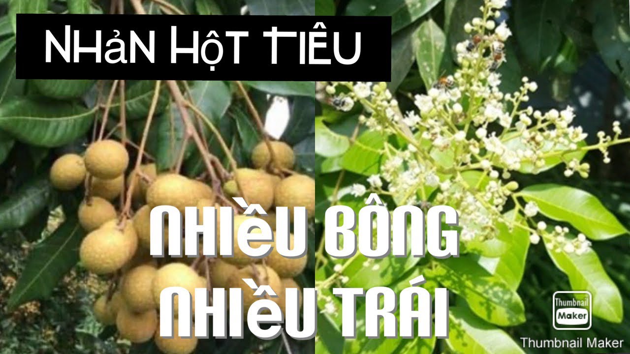 Cách Làm Cho Cây Nhãn Ra Nhiều Bông Và Trái tt301