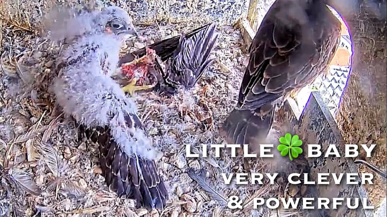#232🦅Falcon Nest ❻ Slechtvalken Nestkast Onze Lieve Vrouwe Toren Amersfoort