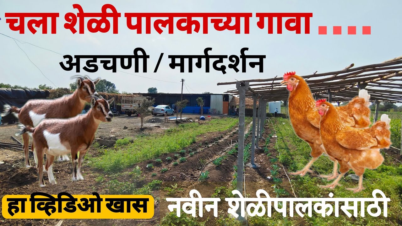 अडचणी तुमच्या | मार्गदर्शन माझे | महालक्ष्मी फार्म ला भेट. #viral #modern #goat