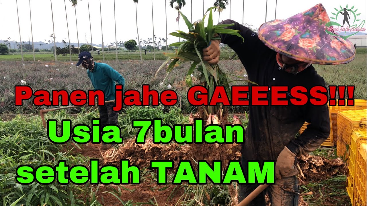 Penen jahe diusia 7bulan setelah tanam⁉️ @petanijadi-jadian5214