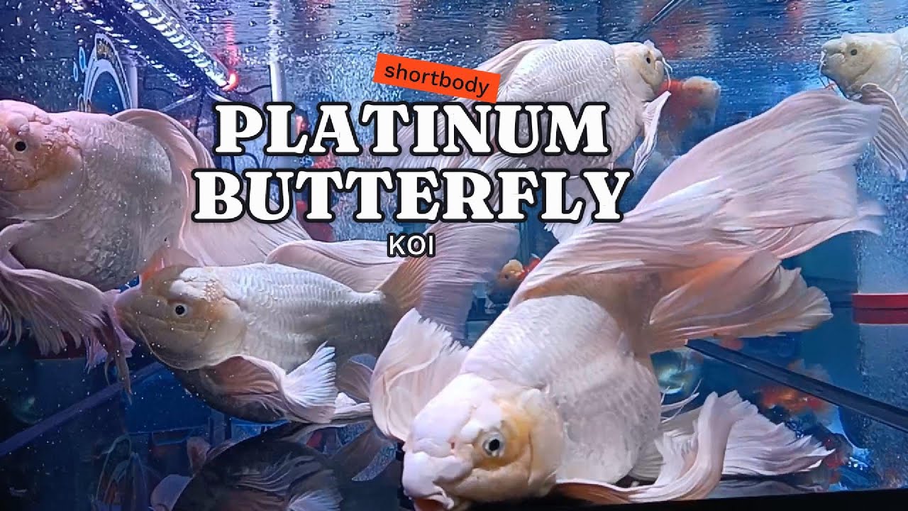 Shortbody Platinum Butterfly Koi Care Guide! Here's How to Care for one, Tank, Filter Set up, Price