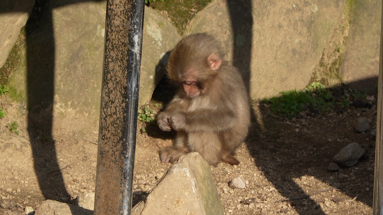 Больше не одинок: Момент，когда крошечная душа познала силу объятий #youngmonkey #snowmonkey