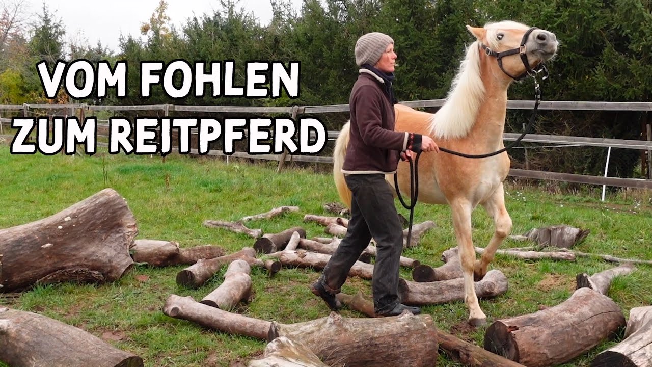 Wunschtraums Ausbildung zum Reitpferd beginnt! ✮ vom Fohlen zum Reitpferd &hearts; gewonnenes Pferdchen