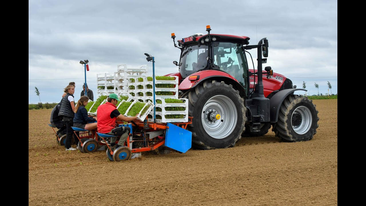 GreenFarm Pierard Sprl a la plantation de liv&egrave;che