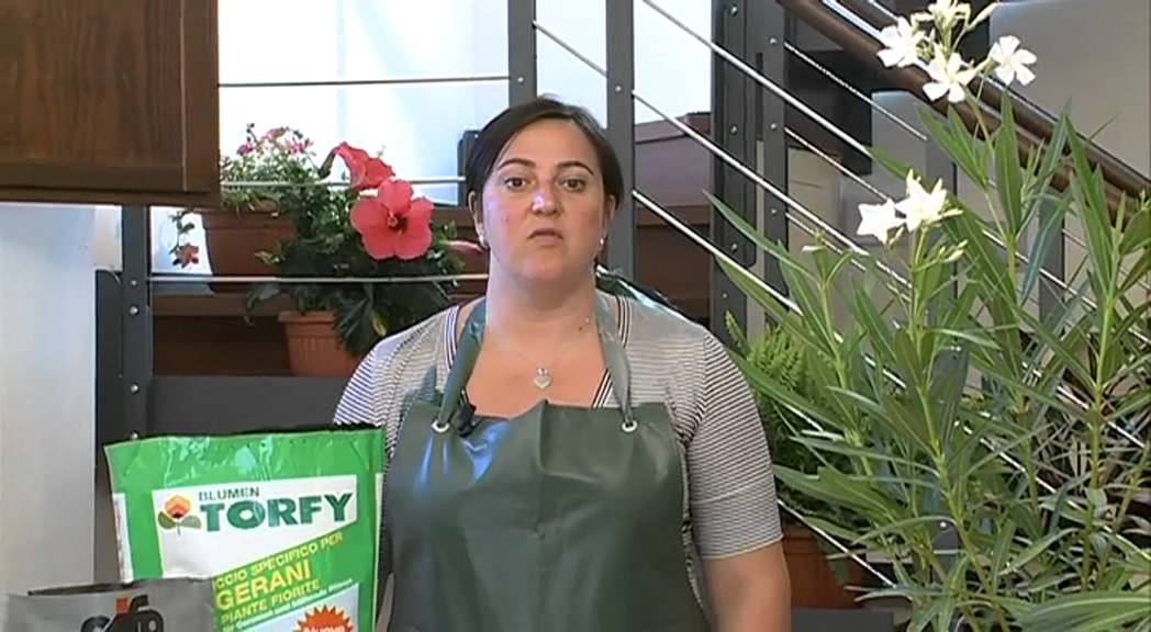 CIFO - Ascolta le tue piante - L'Oleandro