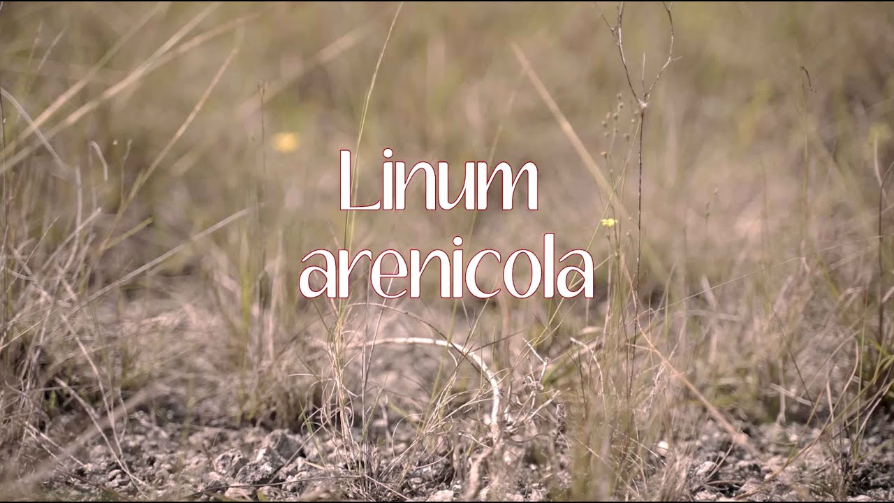 Collaborative Conservation Efforts for the Globally Imperiled Sand Flax (Linum arenicola)