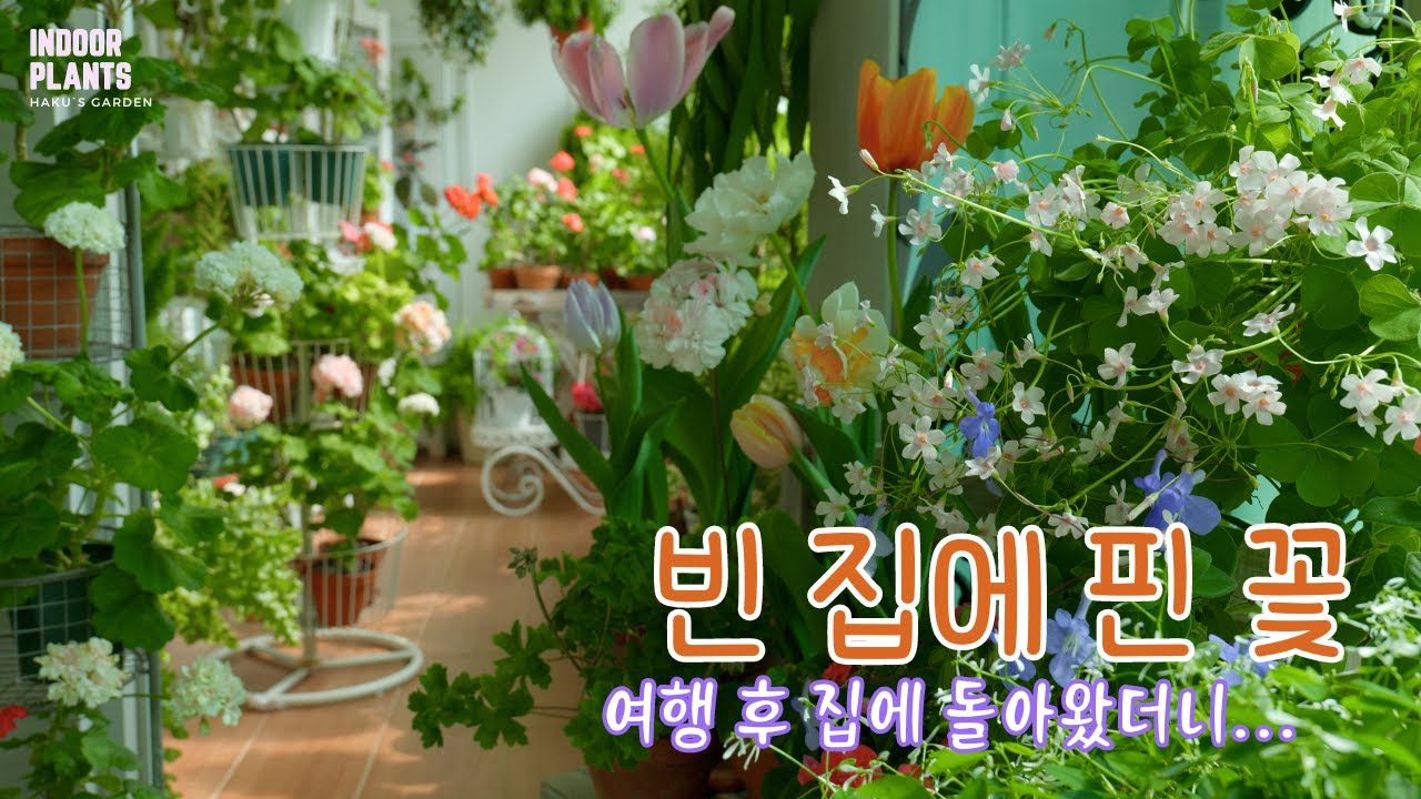 [4K]Специальные советы для успешного размножения черенками(с использованием переработанного пластика