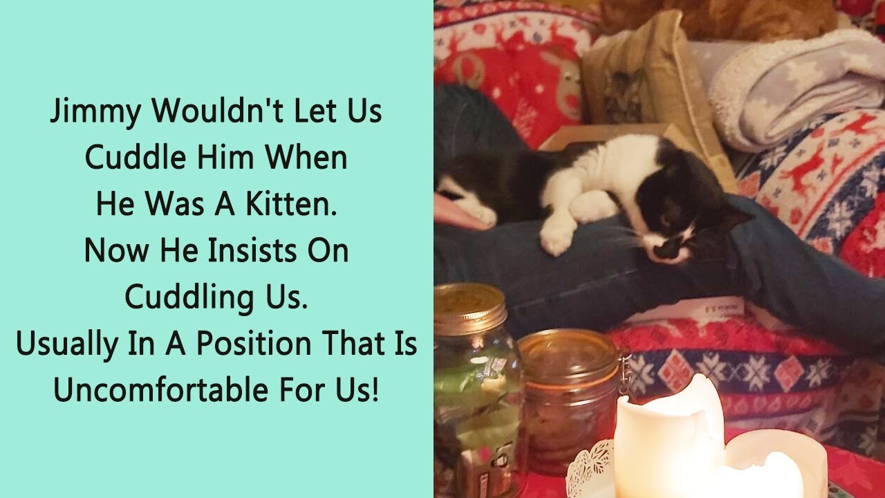 People Shared The Funniest Memes That Perfectly Describe Their Pets (New Pics)