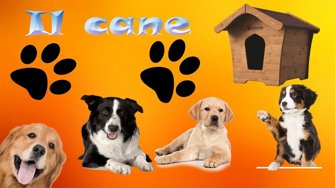 Come prendersi cura del cane