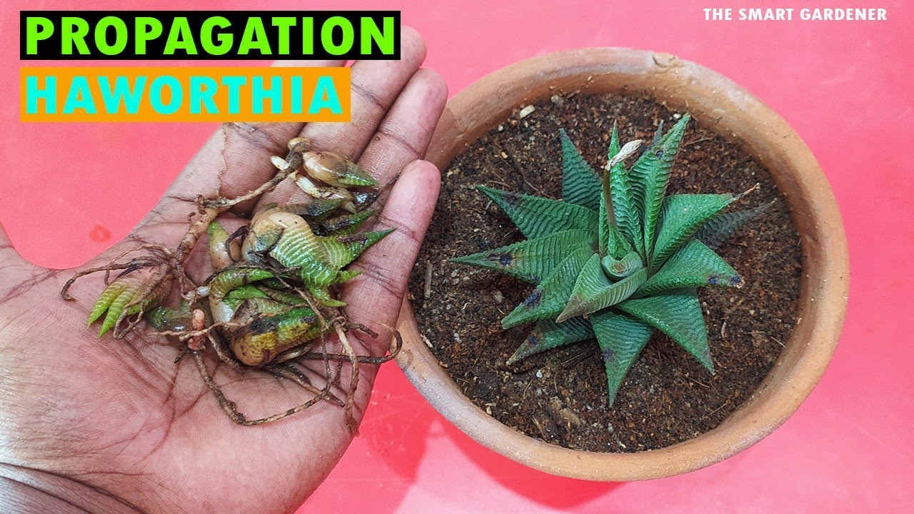 Haworthia Propagation | How to multiple haworthia plant | In Hindi | The Smart Gardener