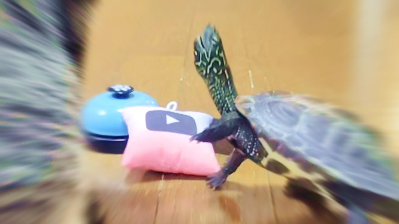 とんでもない事実が分かりました【I discovered an incredible fact】