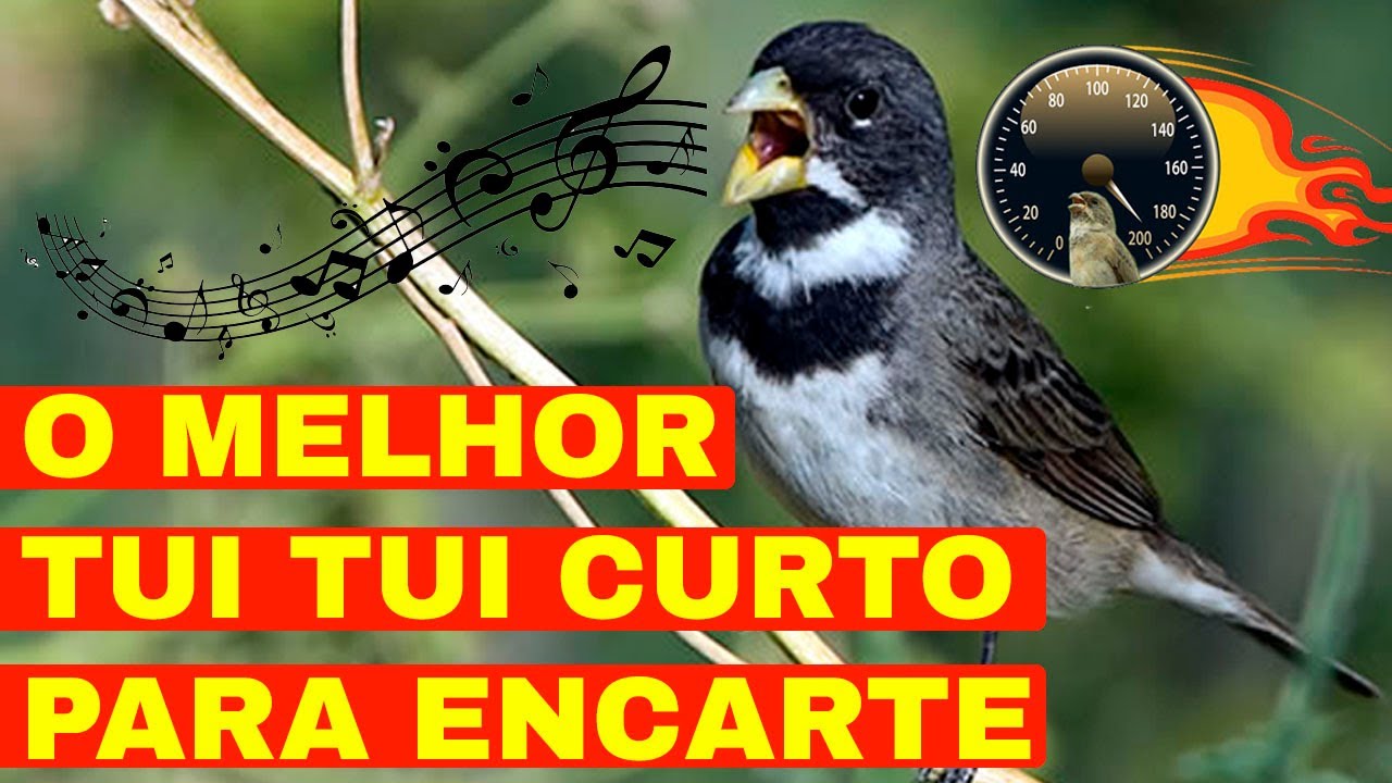 O MELHOR CANTO TUI TUI CURTO DA INTERNET - ENCARTE DE COLEIRO COM 6h DE VÍDEO