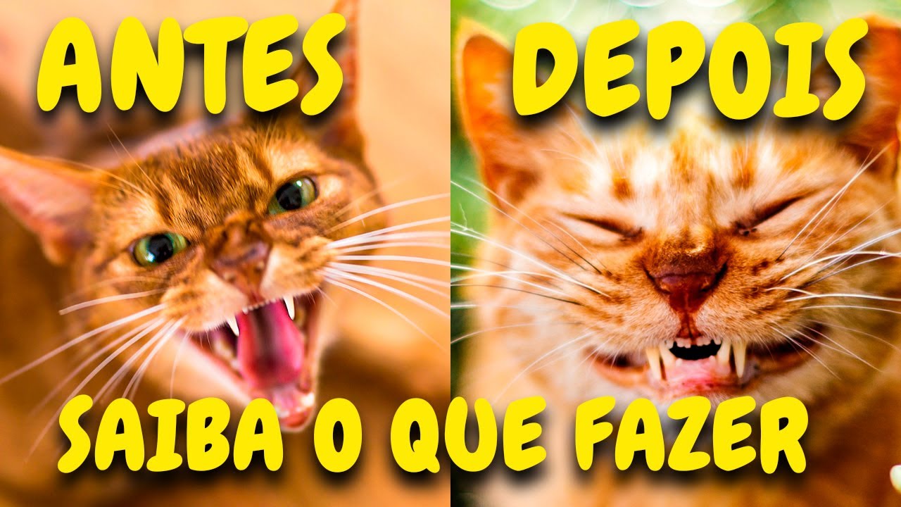 4 Passos para Ganhar a Confiança de um Gato!