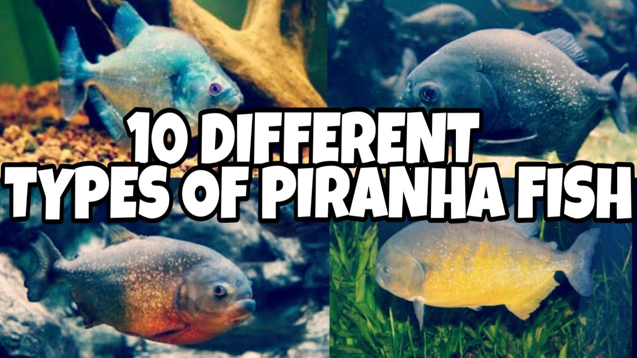 Piranha fish types