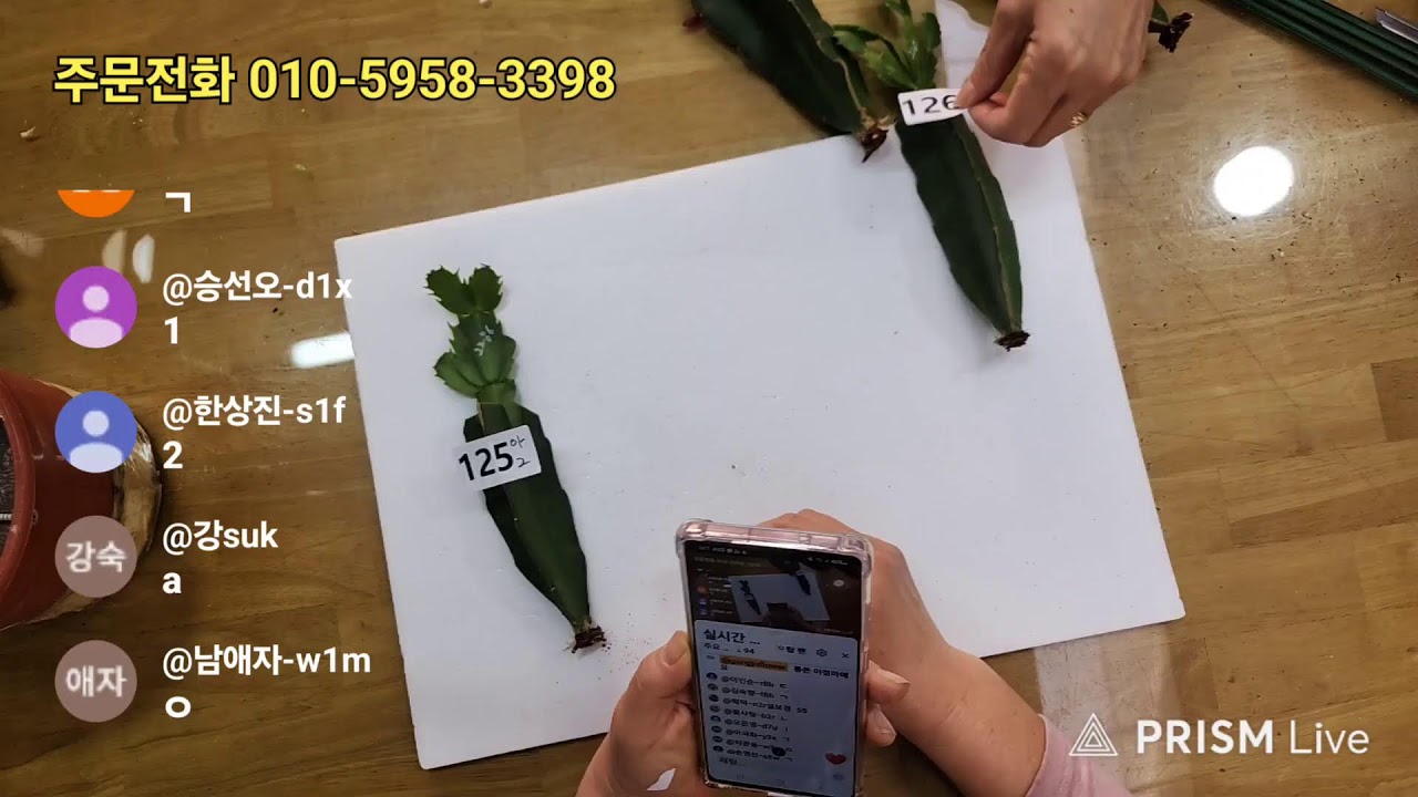 공주농원 수입게발 다육식물 라이브 방송