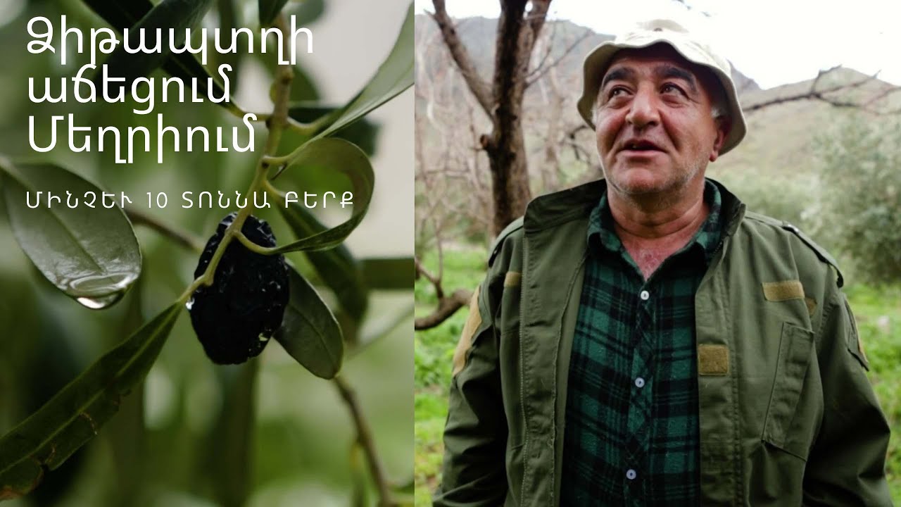 Agronomy - Ձիթապտղի աճեցում Մեղրիում, մինչև 10 տոննա բերք