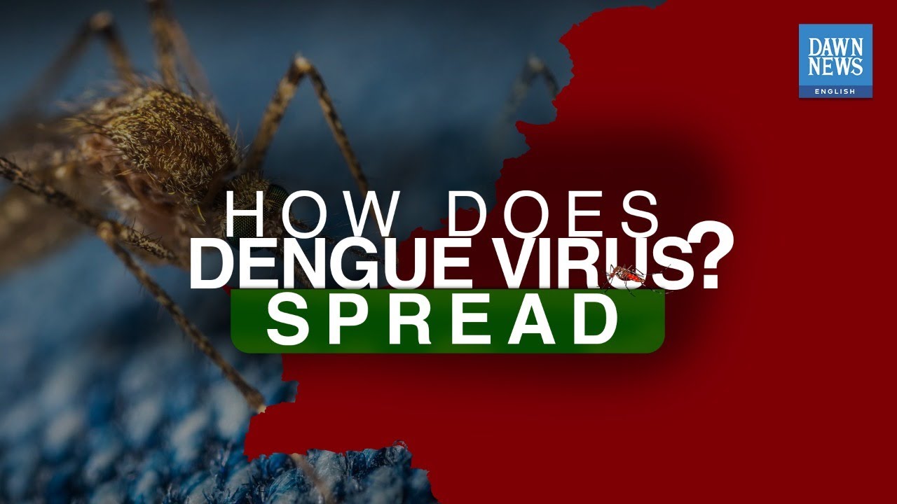 How does dengue virus spread?