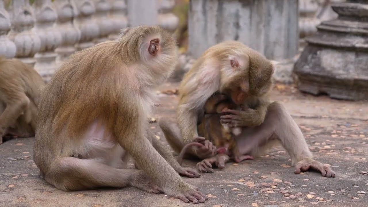 A baby monkey tries to learn to walk around its mother.