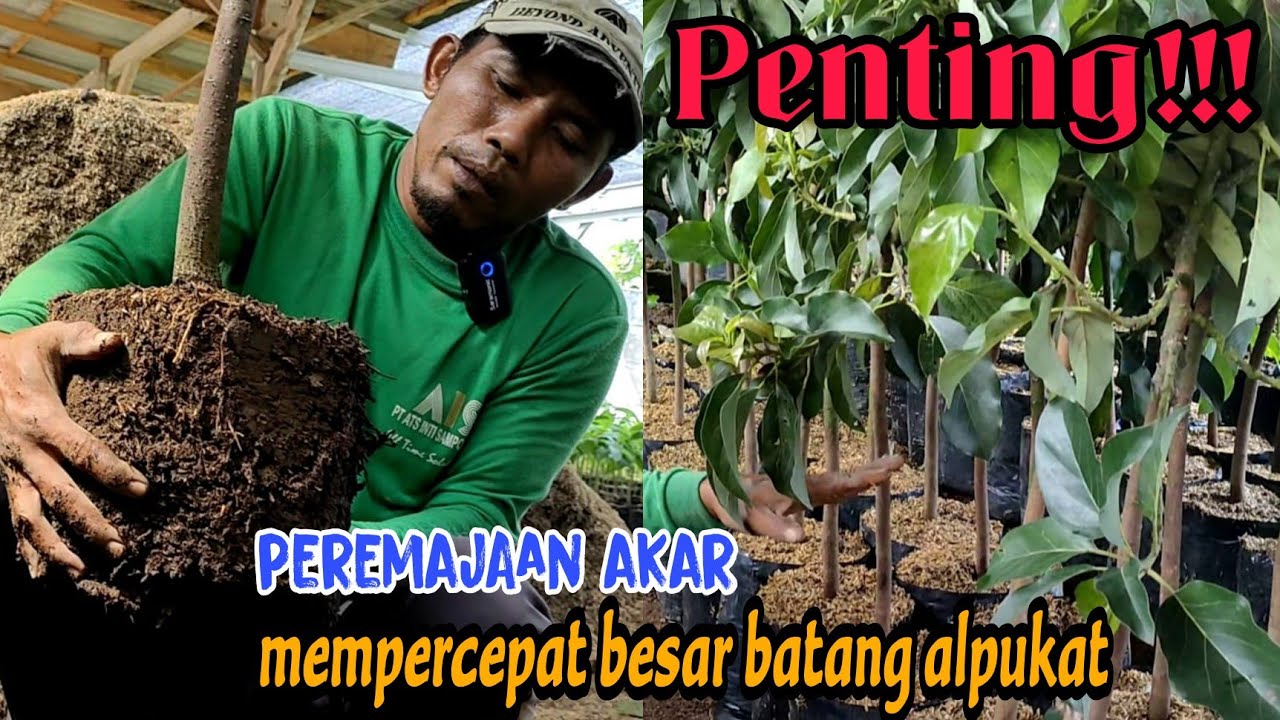 CARA MEMBESARKAN BATANG ALPUKAT DI DALAM POLIBAG ATAU PLANTERBAG