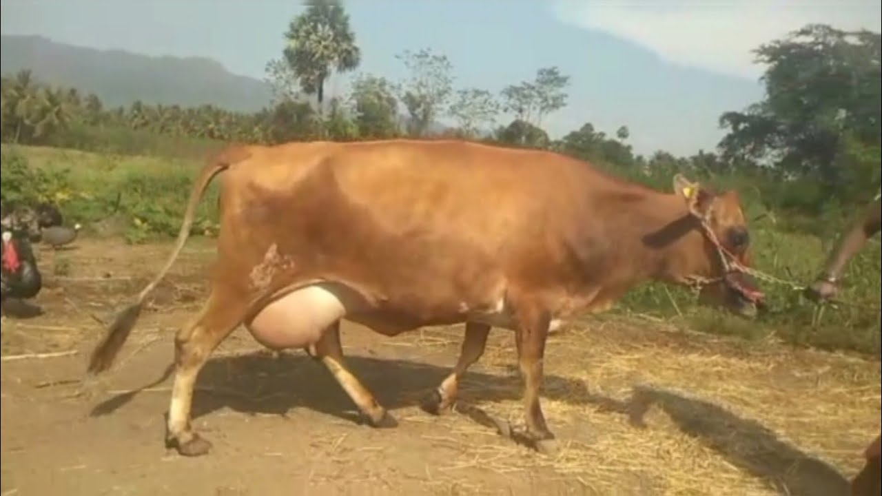 Cow for sales || Contact 6379015264 || #cow #cowforsaleonyoutube #hfjersy