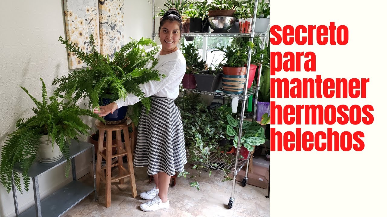 Mi secreto para mantener unos helechos hermosos y frondosos.