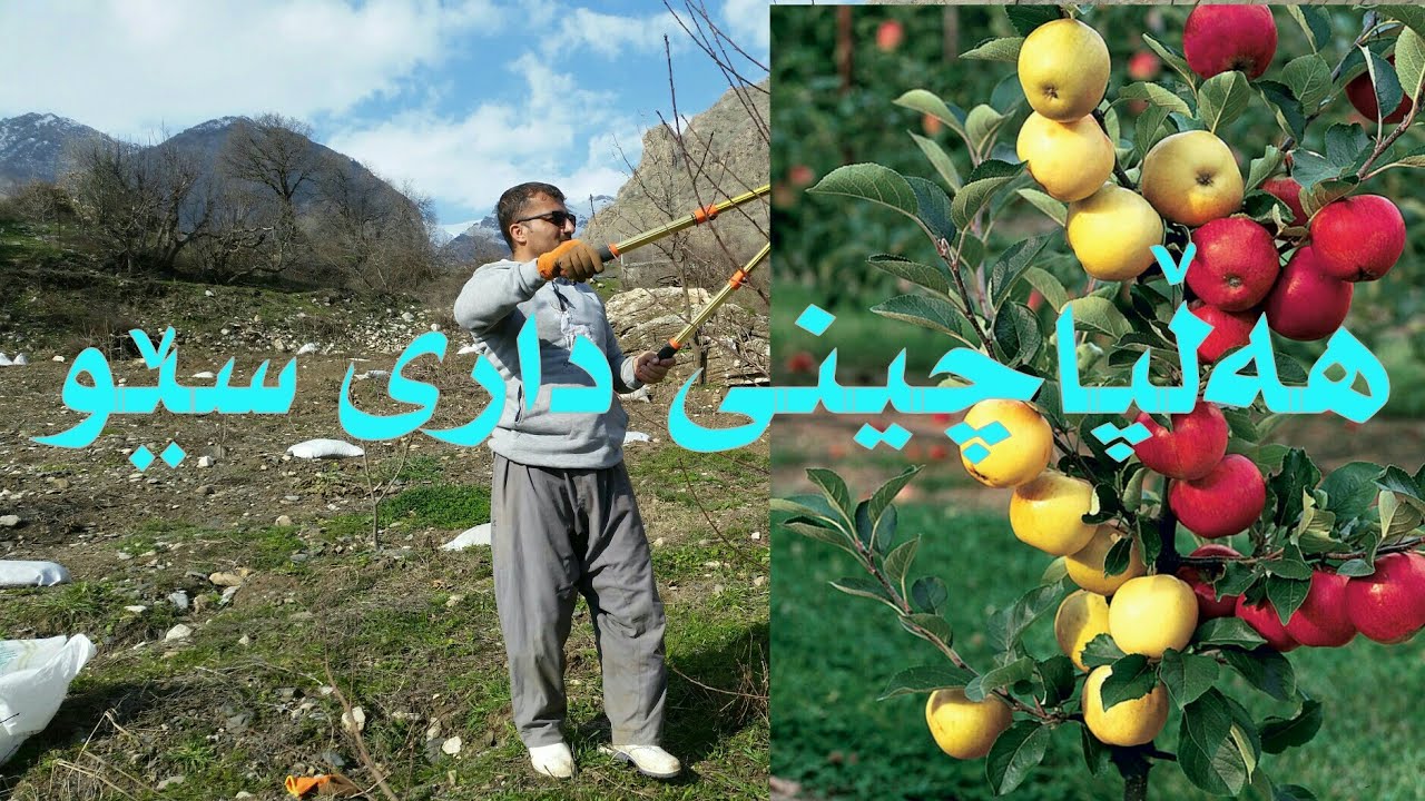 هەڵپاچینی داری سێو